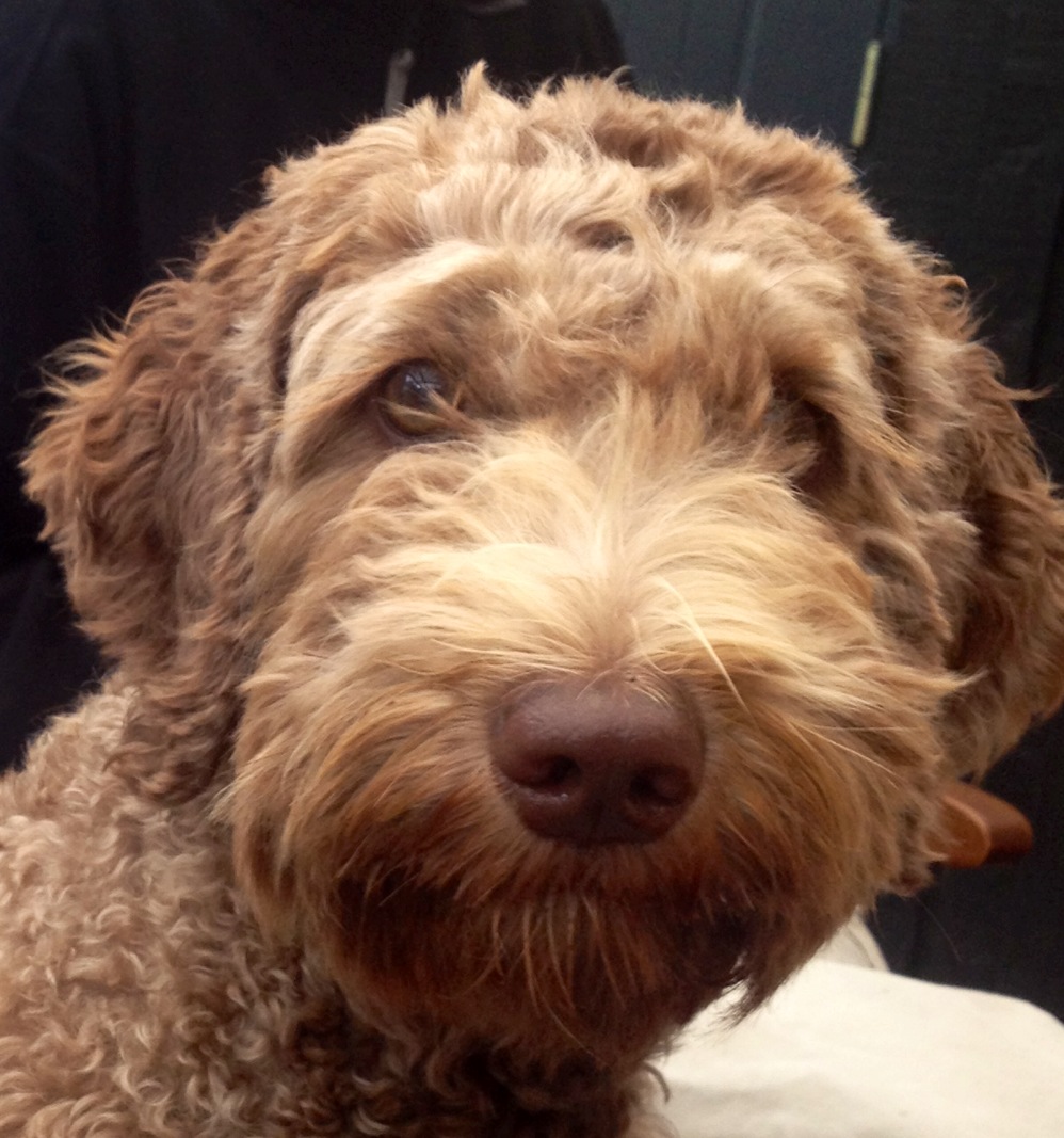 MillieOrangeAussieDogsAustralianLabradoodle — Orange Aussie Dogs